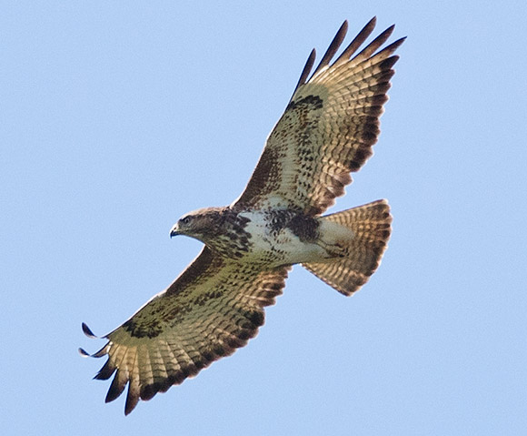 Forest Buzzard in flight